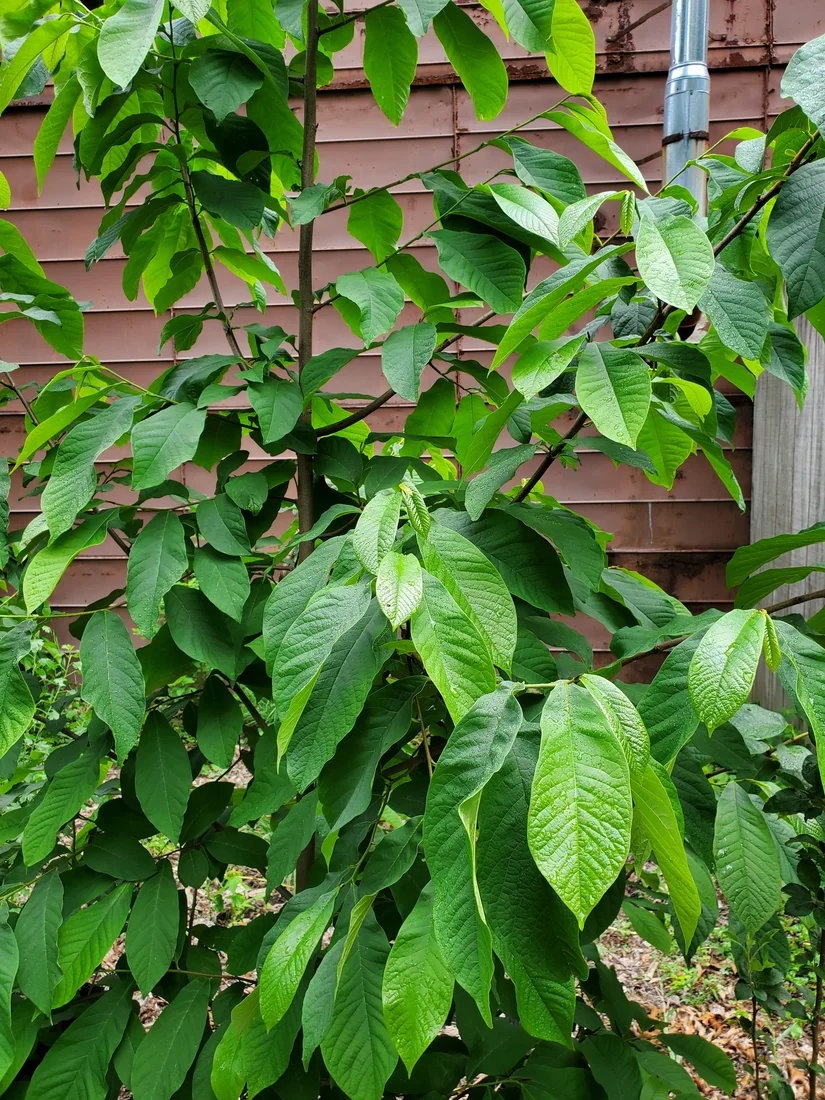 A young pawpaw tree (Asimina triloba) in full leaf: large, drooping deep-green leaves against a wooden fence.